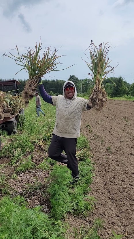 2024 Garlic Harvest is complete!