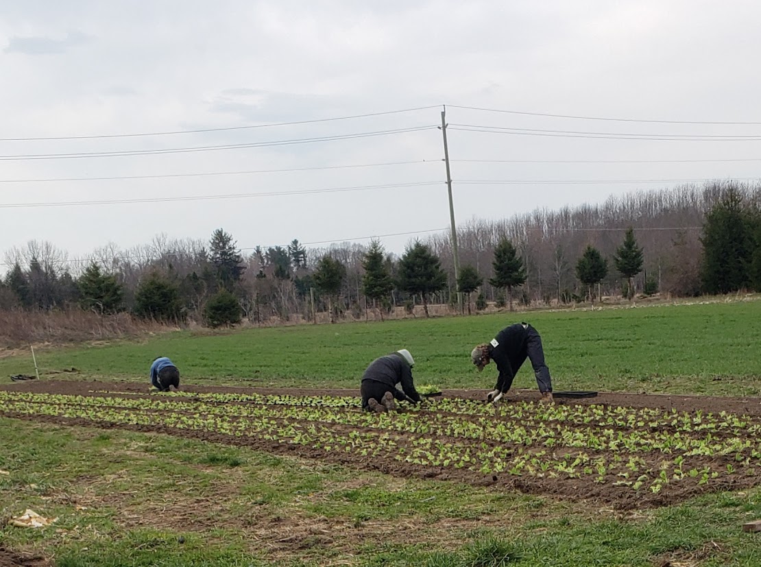 Planting Early Tomatoes