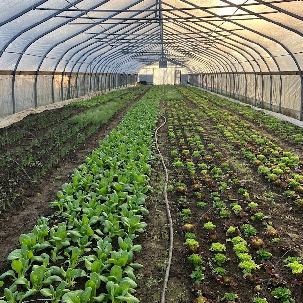 Will We Plant in the Field this Week?