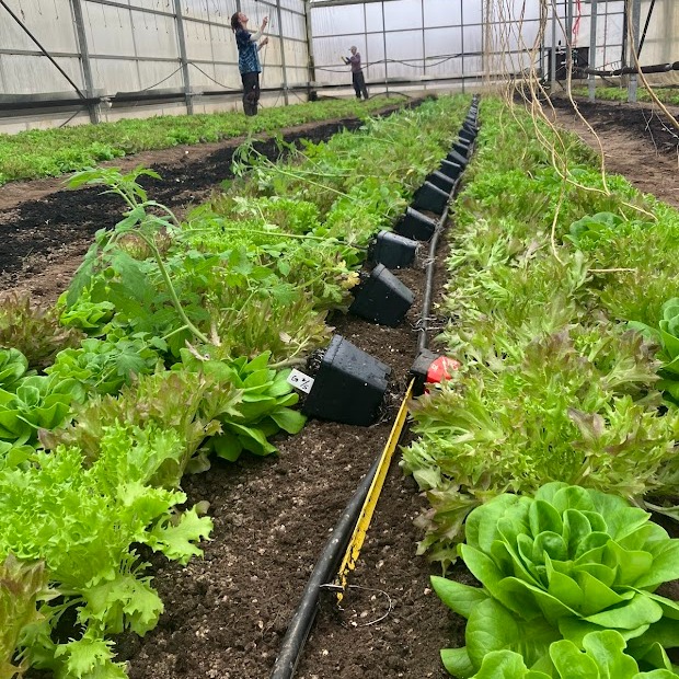 Planting Early Tomatoes