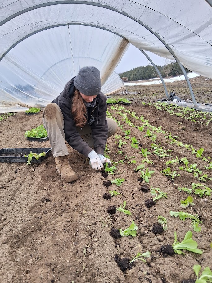 Planning and Planting Early Season Greens