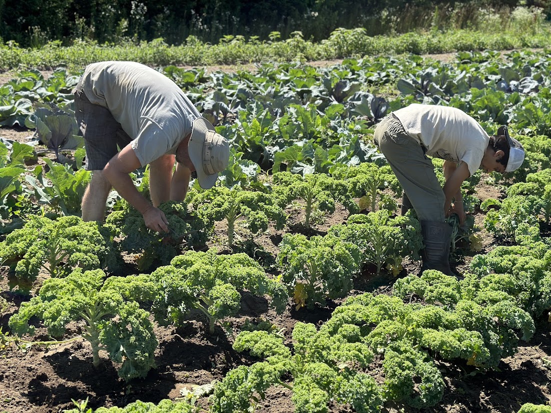 Some crops thrive and others struggle