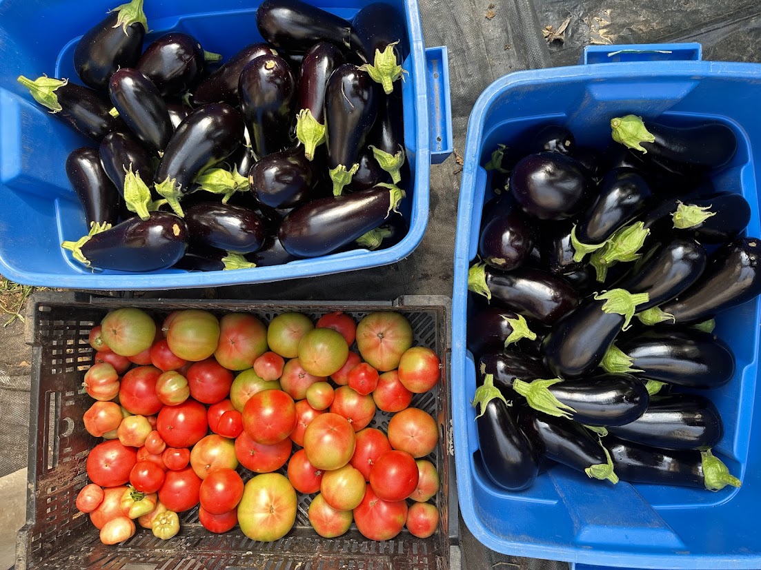 Fruit crop season is here!