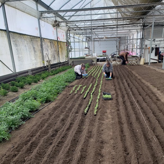 Transplants, Tarps, and Tomatoes!
