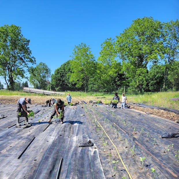 Field peppers are in the ground
