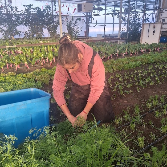 Storage Carrot Harvest