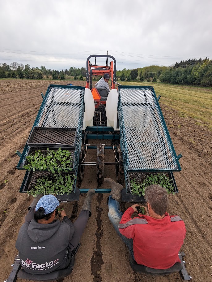 Testing out the waterwheel transplanter
