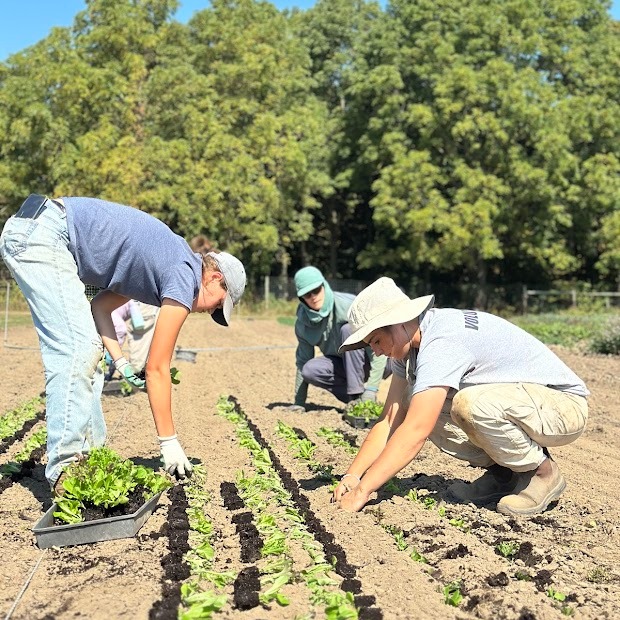 Planting Through Changing Day Lengths