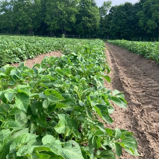 Potato crop is thriving