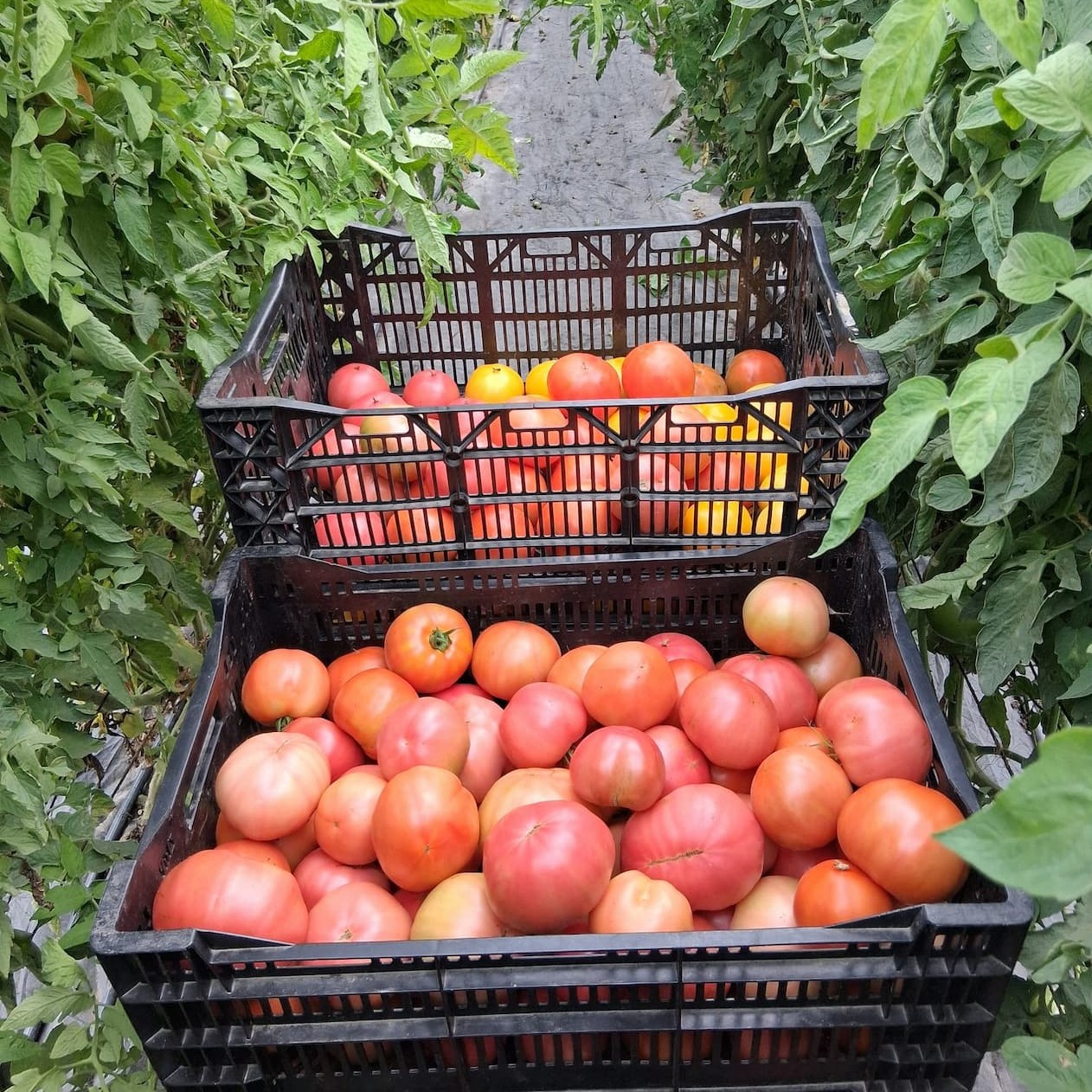 Tons of Tomatoes