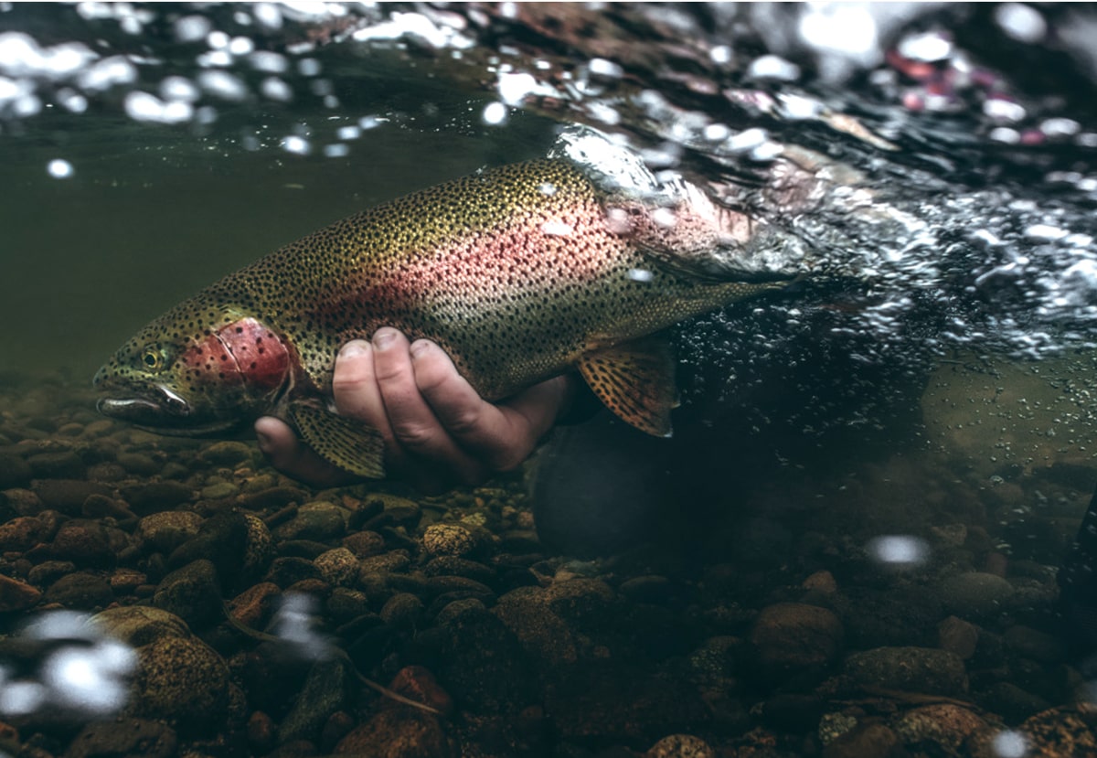 Catch & Release 