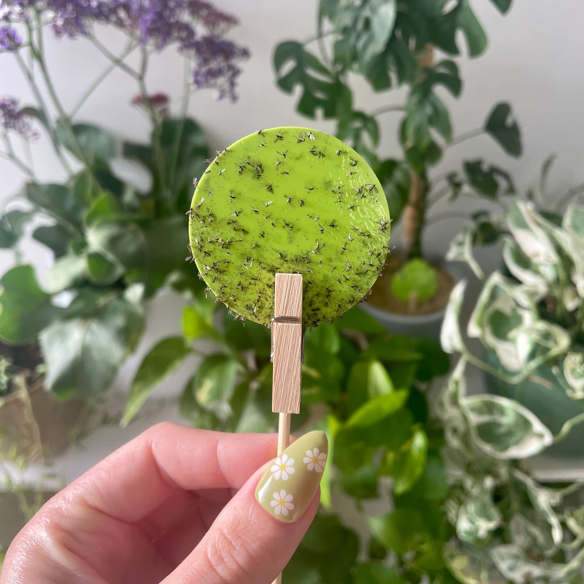 A uBloomd green trap covered in Gnats with a golden VIP ballon bounding and pulsing in front.