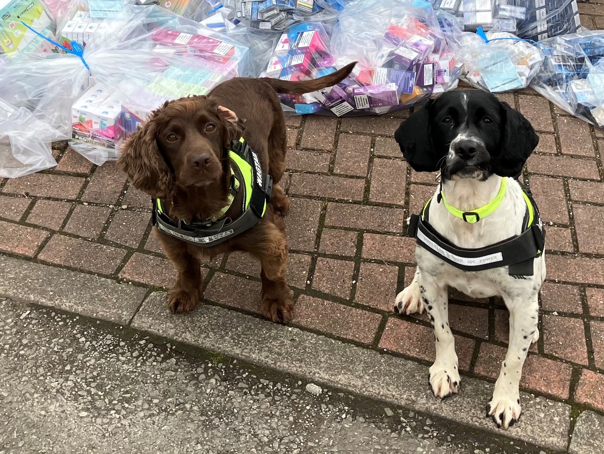 Sniffer dogs Skye and Louie with the seized vapes and tobacco