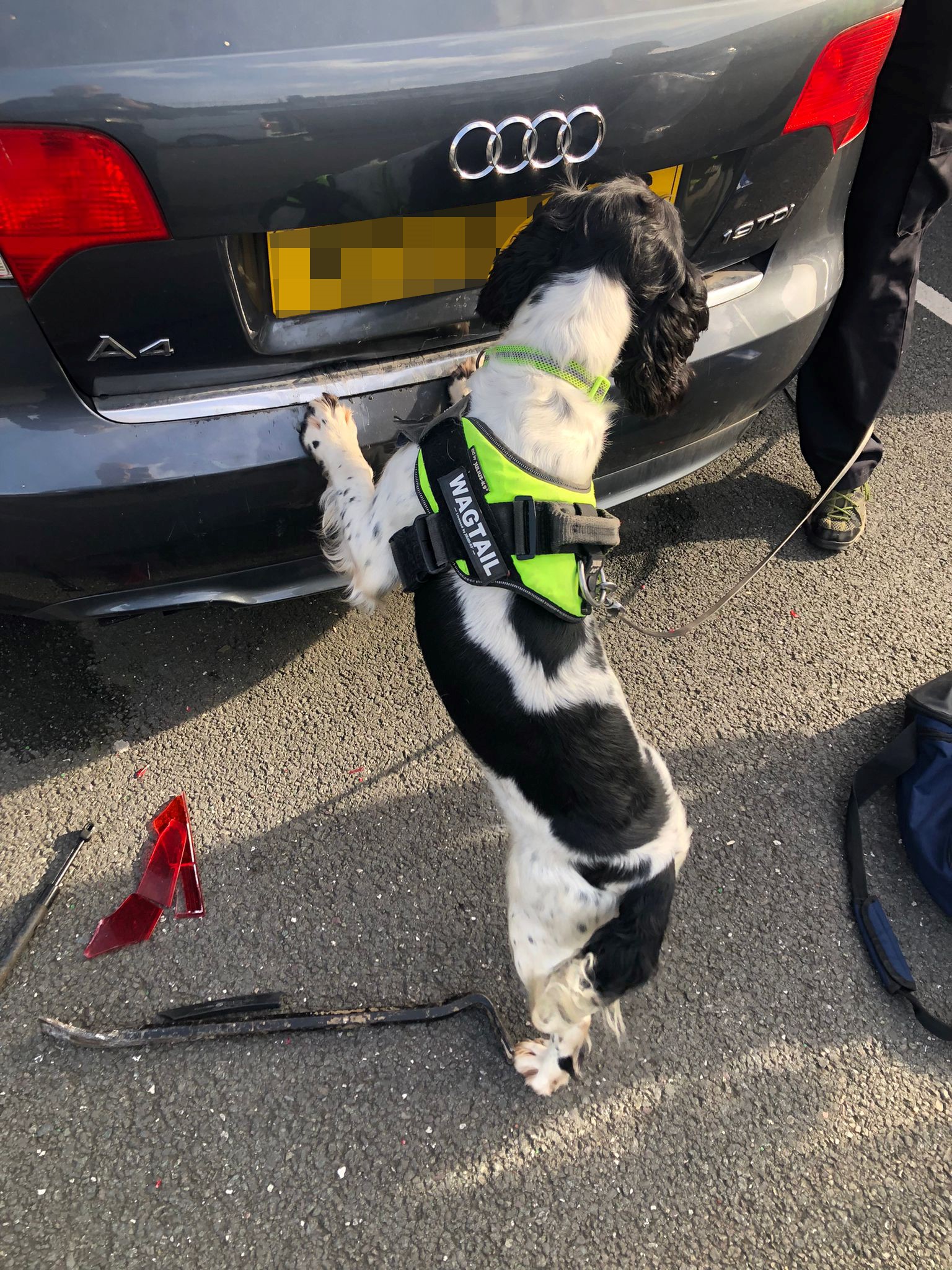 Sniffer dog wearing a high-vis yellow 'wagtail' jacket looking at an Audi car