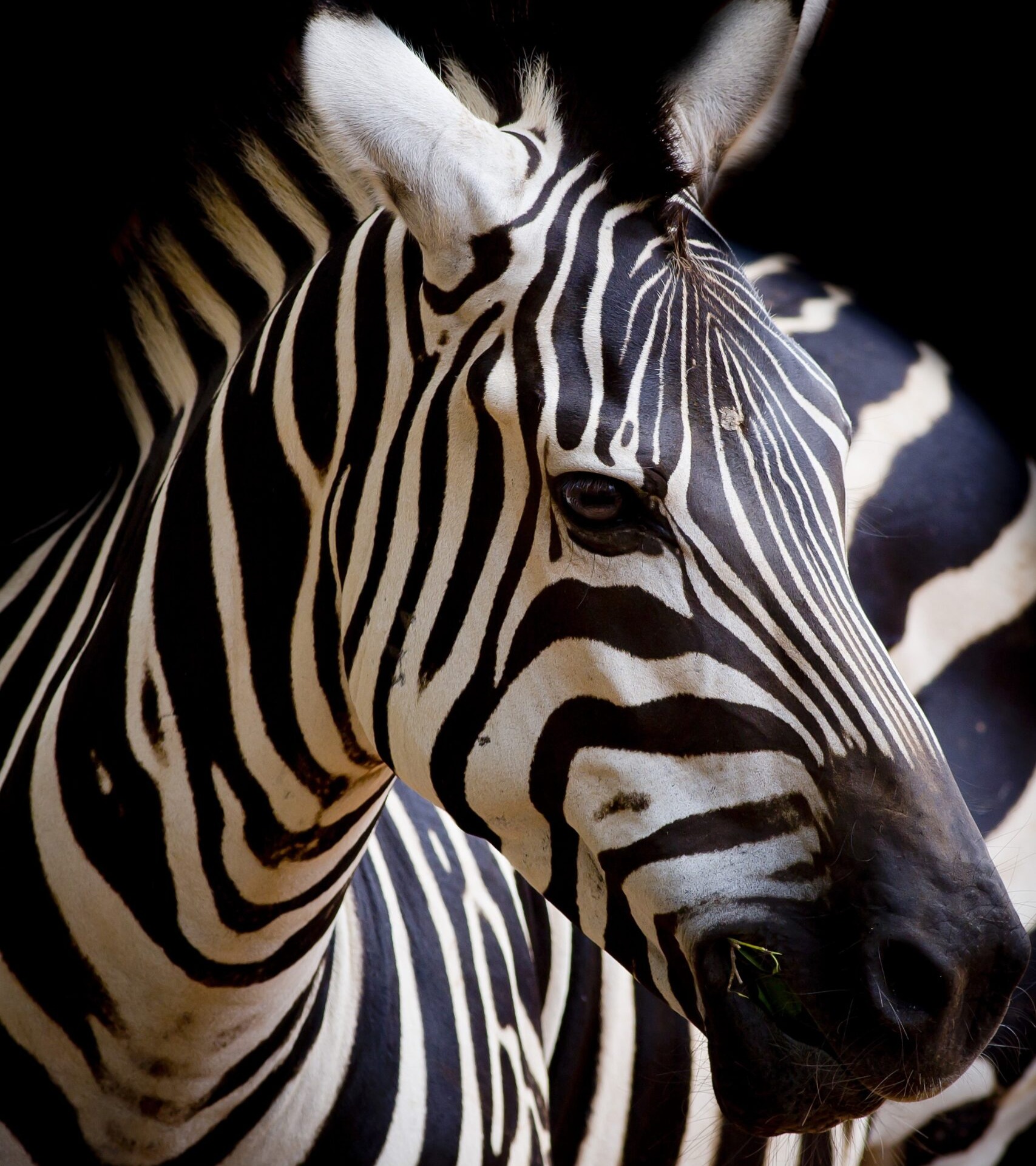 A zebra