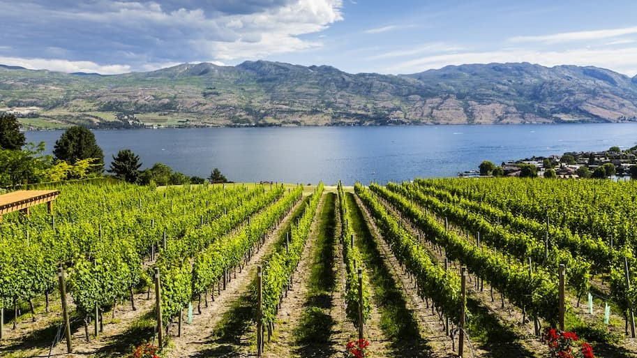 Rows of vines at a vineyard next to a lake