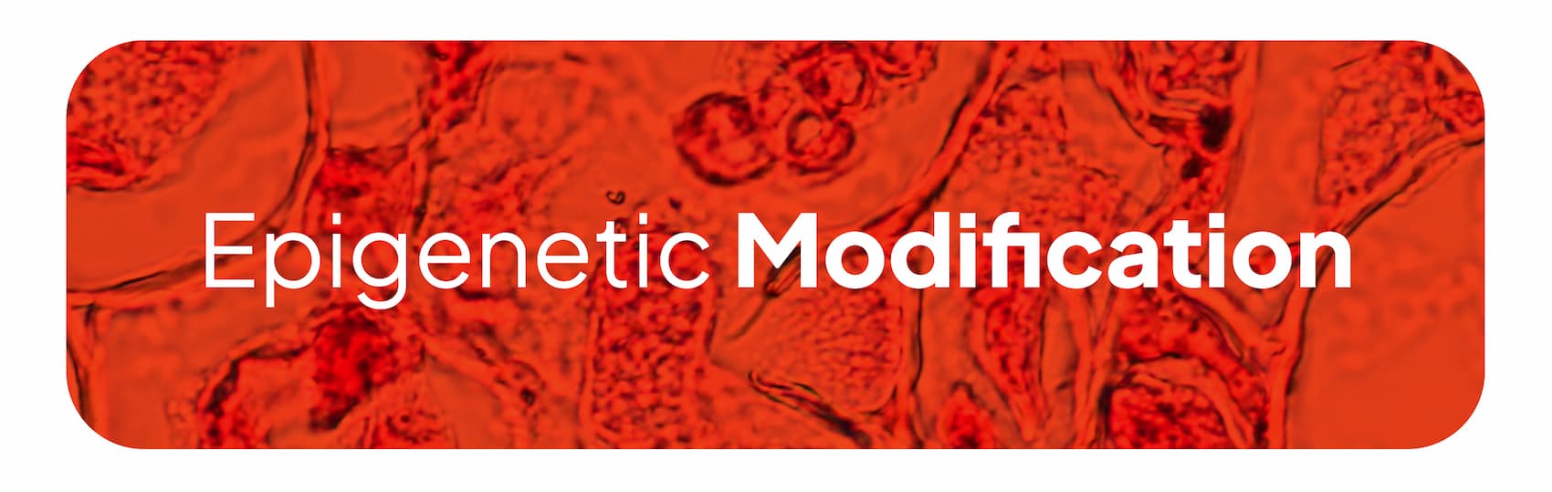 Epigenetic Modification