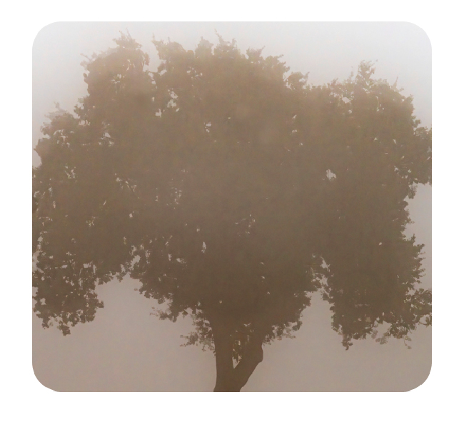 Brain Fog & Sluggishness