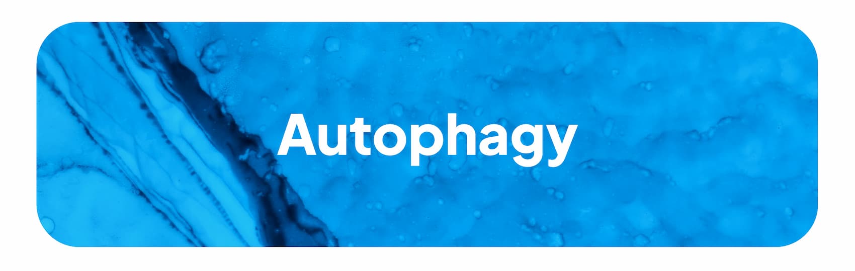 Autophagy