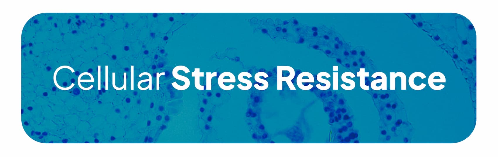 Cellular Stress Resistance