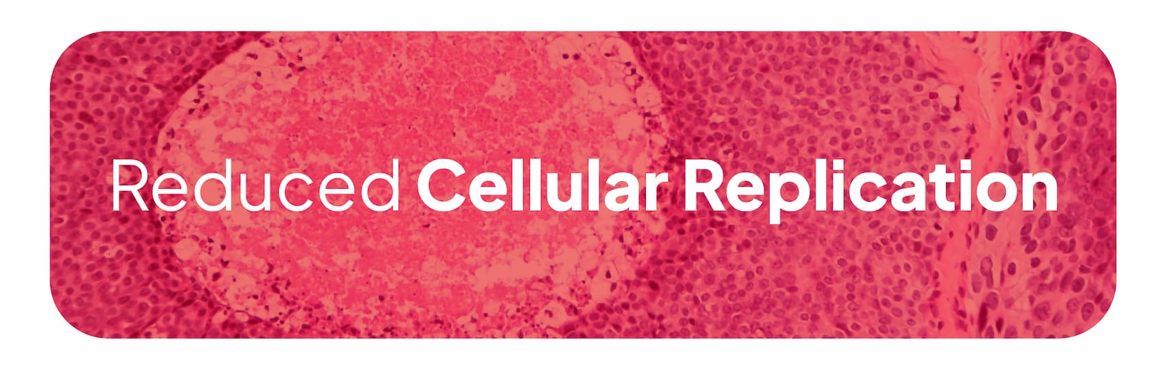Reduced Cellular Replication