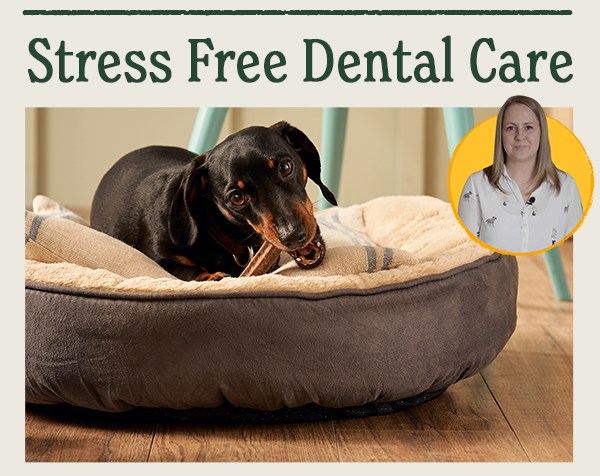 Stress free dental care
