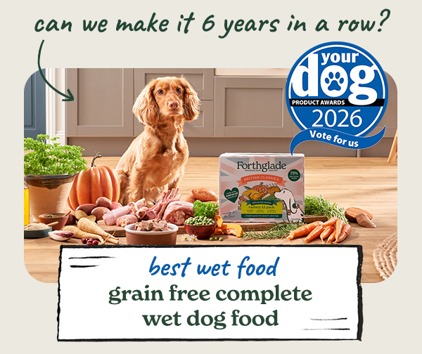 Best Wet Food