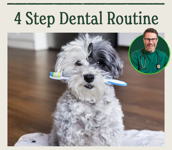 4 step dental routine