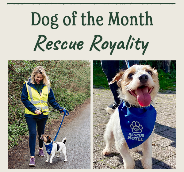 Dog of the month - enter now!