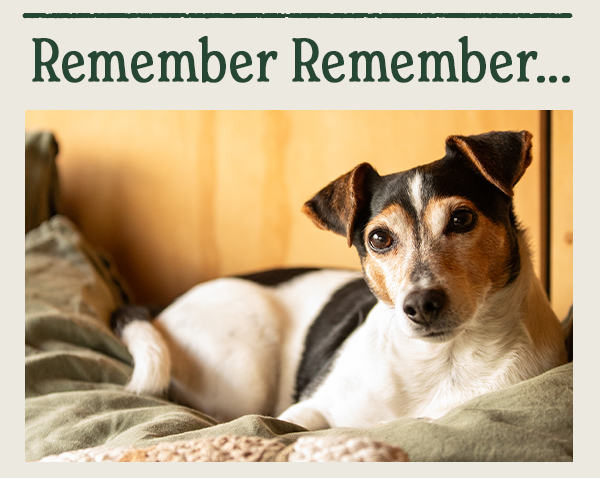 Tips for helping your dog this Bonfire Night