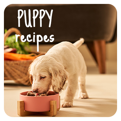 Puppy recipes