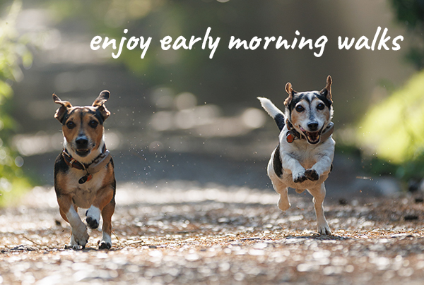 heatstroke in dogs