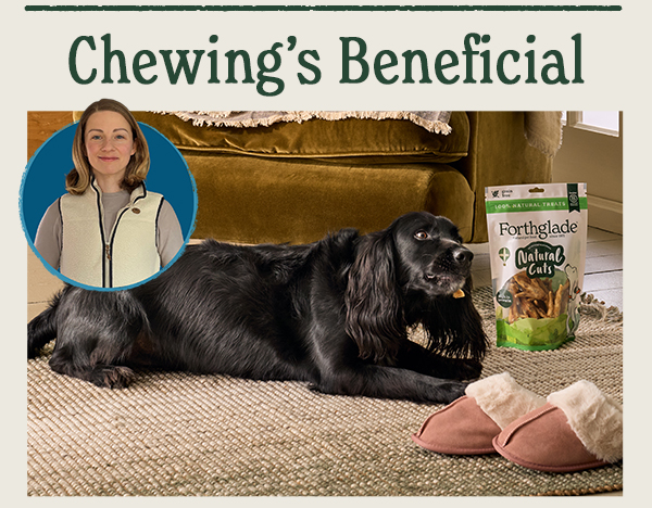 Why chewing is important for your dog