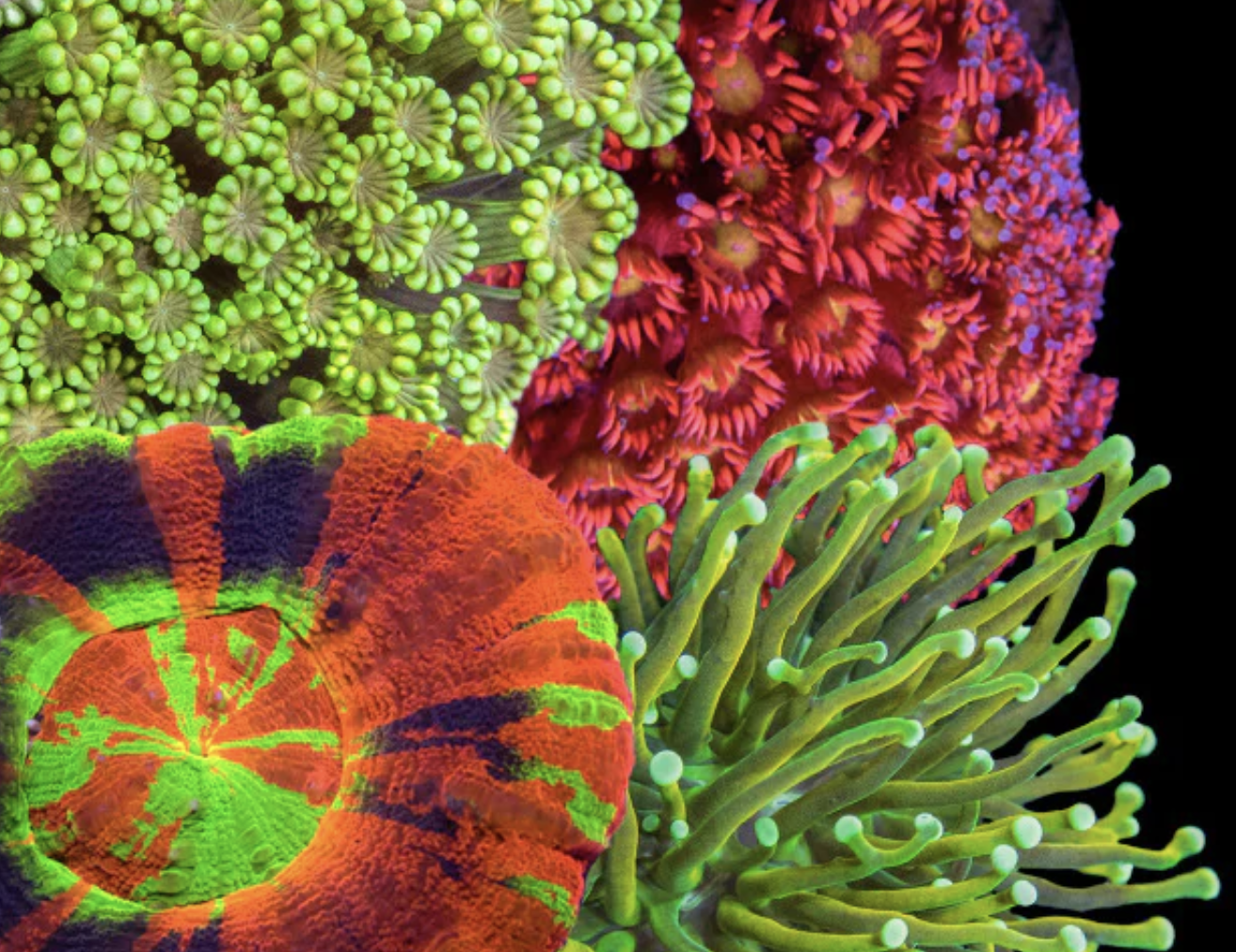 Red Sea Trace Colors ABCD 4-Pack – Candy Corals