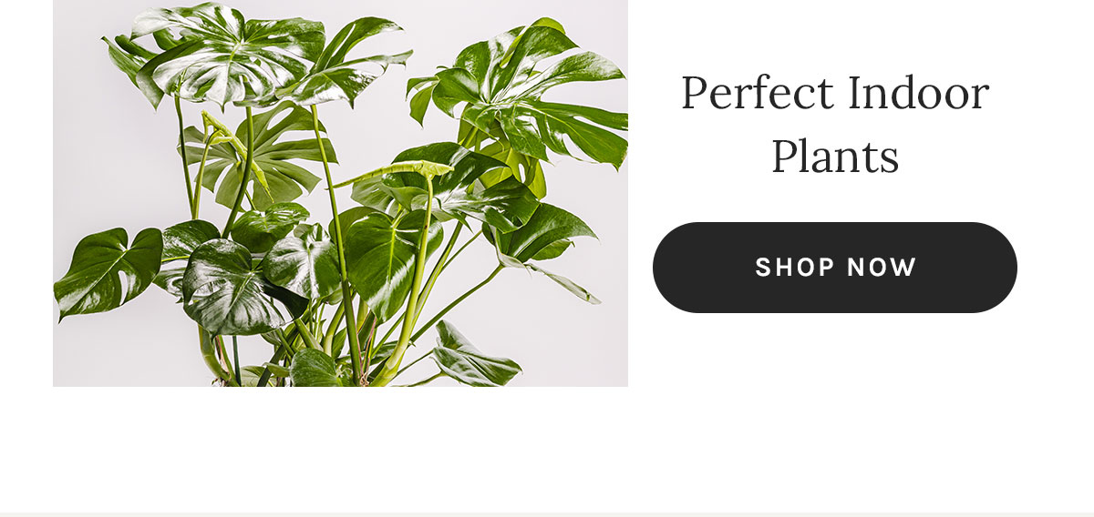Perfect Indoor Plants. Shop Now!
