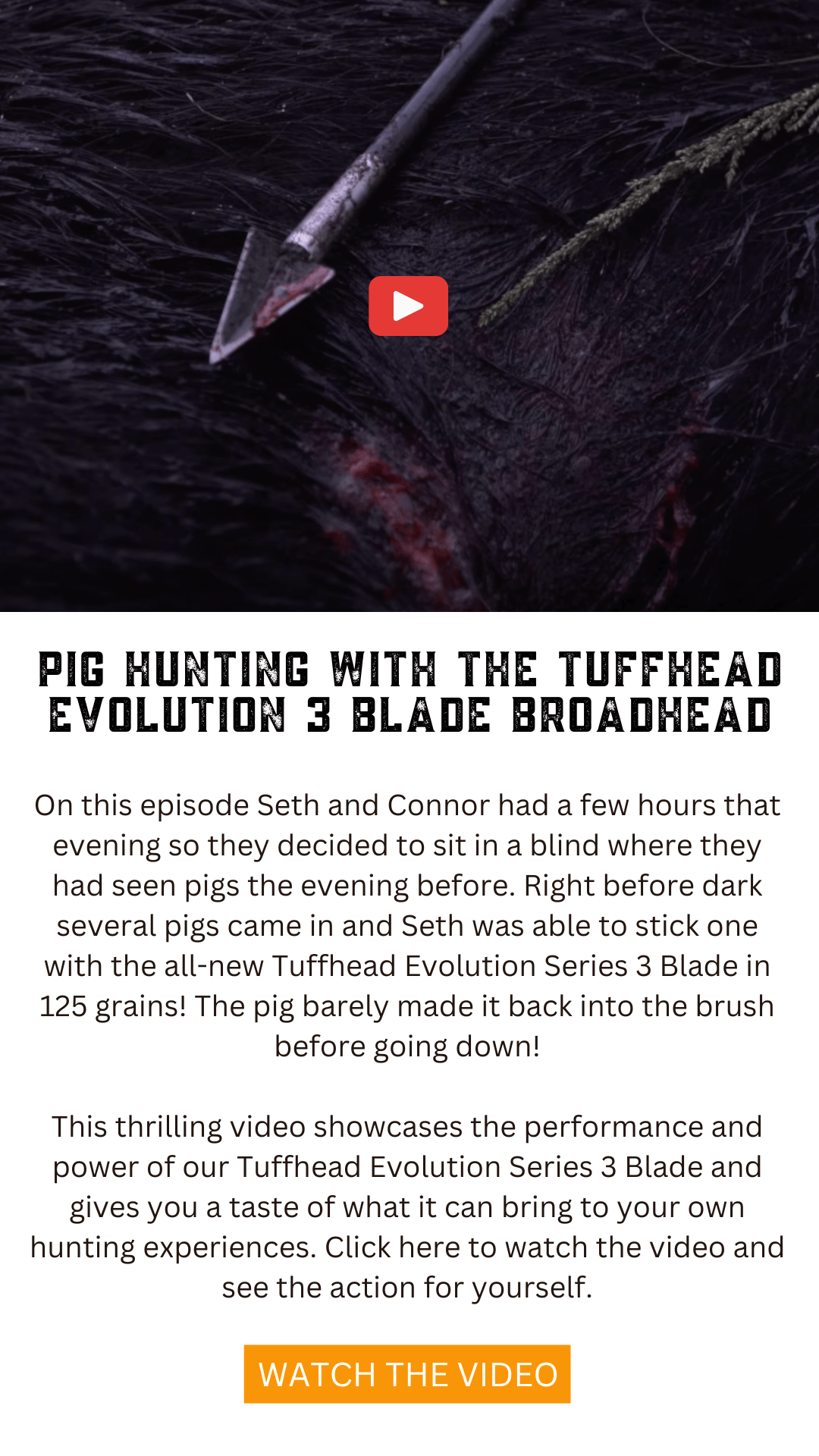 Pig Hunting With The Tuffhead Evolution 3 Blade Broadhead Sirius Archery