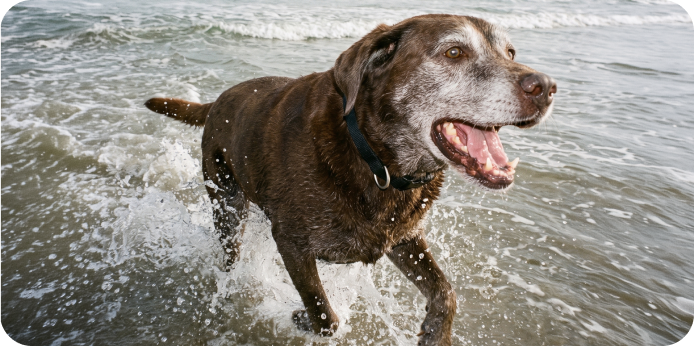 I've never yelled at a 10-year-old dog more since giving your product. He walks on his back legs now, taking things off the kitchen island.