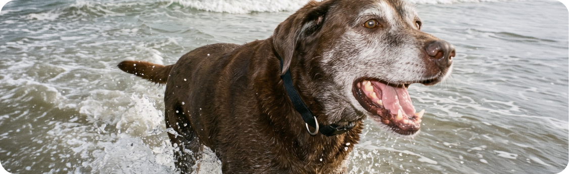 Dog Image