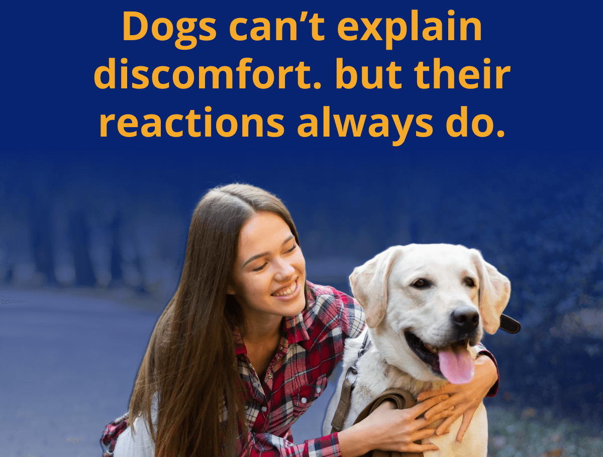 Dogs can't explain discomfort. but their reactions always do.