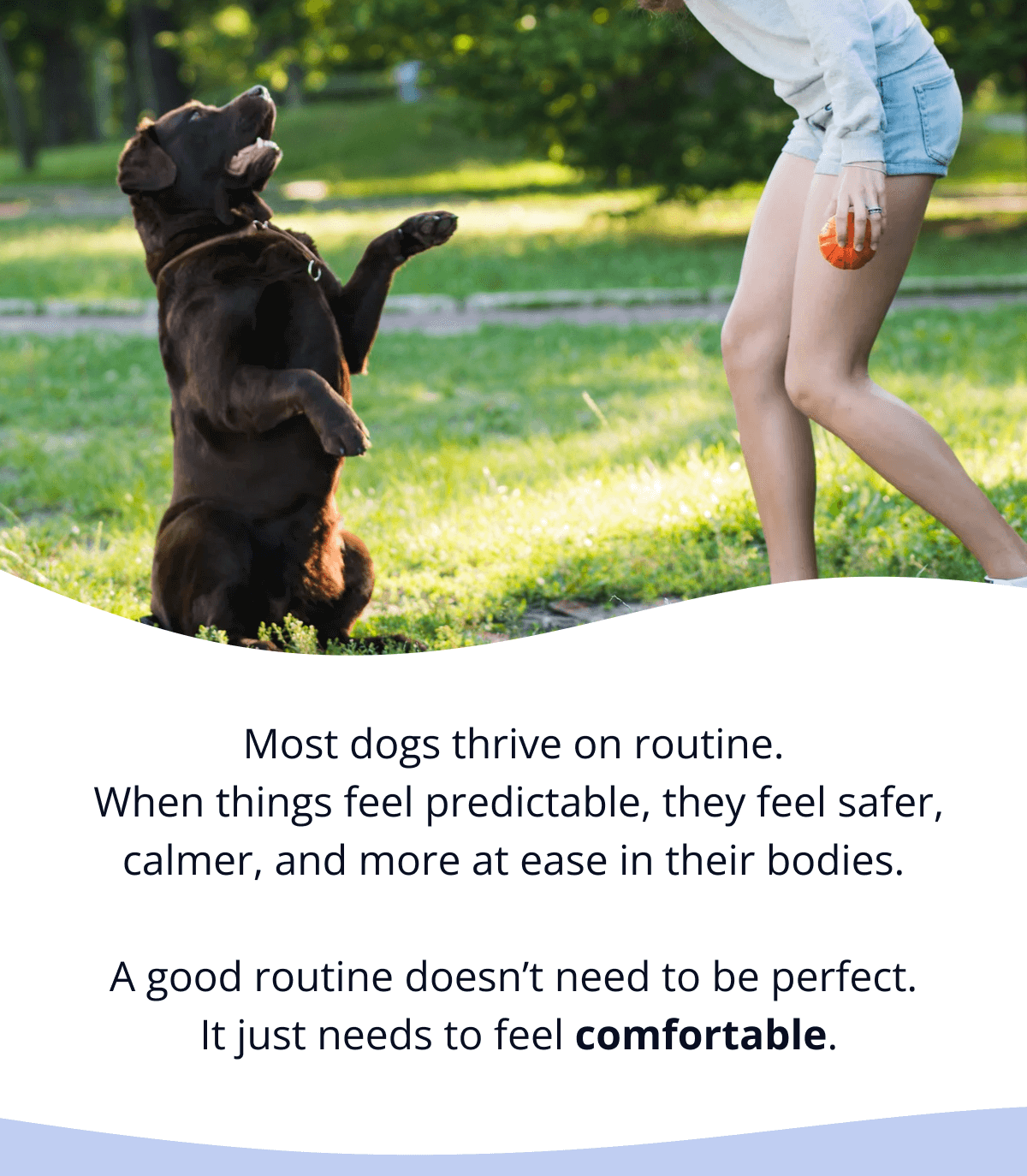 Most dogs thrive on routine.  When things feel predictable, they feel safer, calmer, and more at ease in their bodies.  A good routine doesn't need to be perfect.  It just needs to feel comfortable.