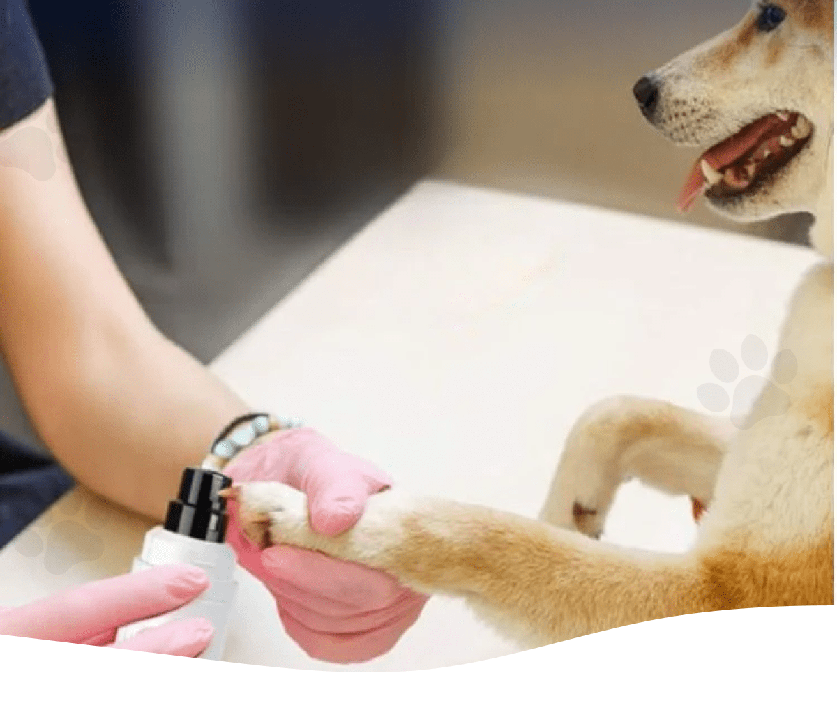 Grooming Isn't Just Cute  — It's Critical! 🐾 Heusom Grooming Kit makes it easy too! SEE THE GROOMING KIT