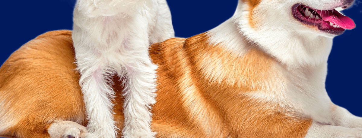 The Hidden Benefit? While your pet relaxes, so do you. It's a daily moment to slow down, breathe deeply, and reconnect. A chore turned into a cherished routine. A stress-relieving pause for both your bodies and your bond.