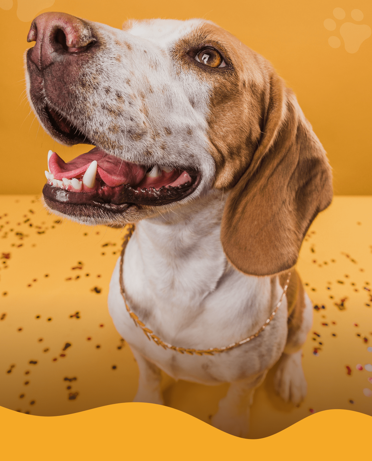 Hey there,  Grooming doesn't have to be stressful — both for you and your pup!  Here's how to make it a calm, enjoyable at-home experience: