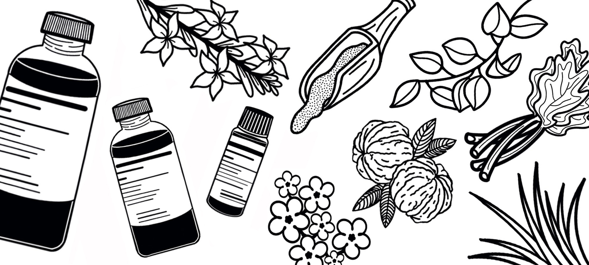 Introducing CandleScience's NEW Fragrance Note Glossary CandleScience