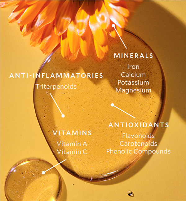Calendula’s Bioactive Benefits