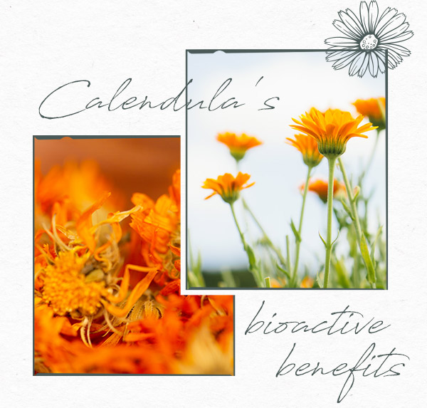 Calendula’s Bioactive Benefits