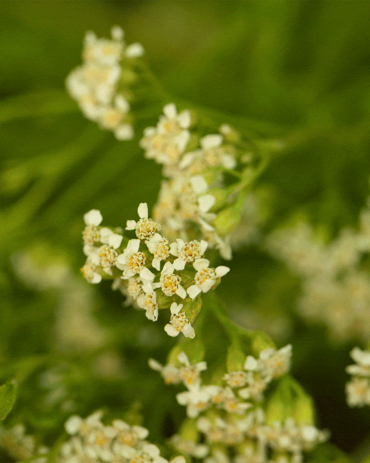 Superfood Powered Skincare