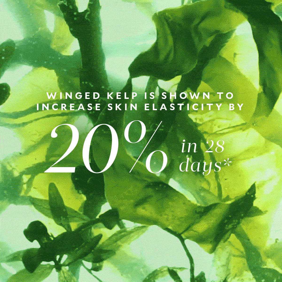 Spotlight on Winged Kelp