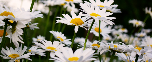 Daisies