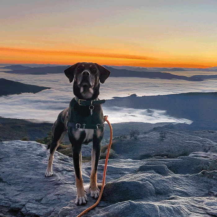 Meet our dogs - a slideshow of pup pics, including a poodle, german shepherd, black lab, and more
